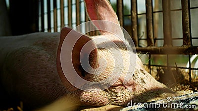 Sow of domestic pig Sus domesticus swine sleeps, hog in a cage profile close-up or detail pink snout nose, breeding on Stock Photo