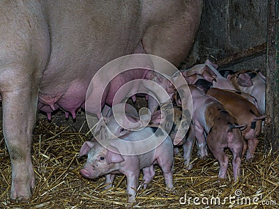 A sow Stock Photo