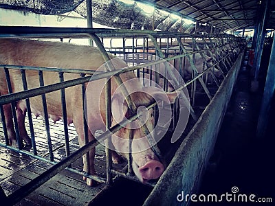 Sow in livestock farm Stock Photo