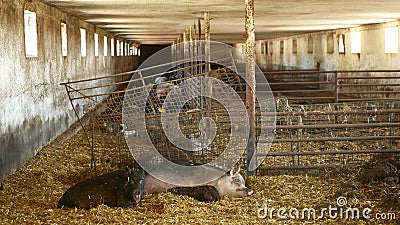 Sow and piglets of domestic pig Sus scrofa domesticus swine, hog in a cote straw profile pink and black, breeding on bio Stock Photo