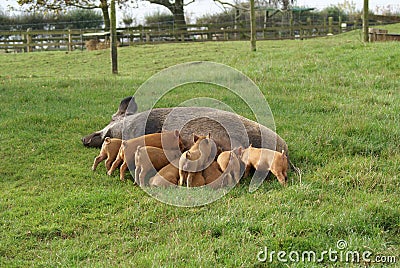 Sow and piglets in a farm or a farmland. pigs. Stock Photo