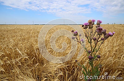 Sow thistle against wheet field. Stock Photo