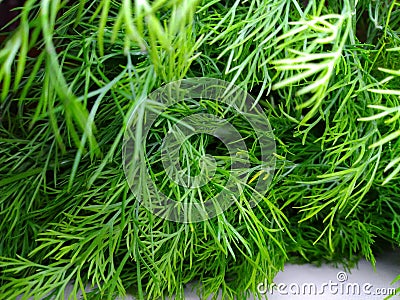 Sowa Dill is an annual herb in the celery Stock Photo