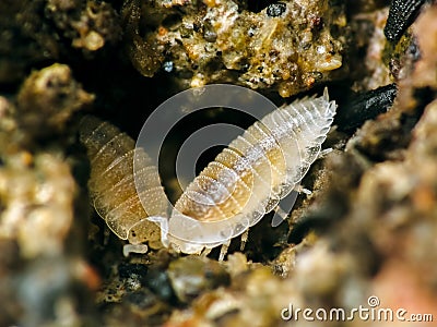 Sowbug (Trichorhina tomentosa) Beneficial Insect Garden Stock Photo