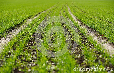 Sowed field Stock Photo