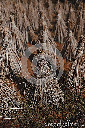 Sowed and reaped. Stock Photo