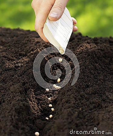 Sowing Stock Photo