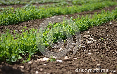 the seedlings grow visibly Stock Photo