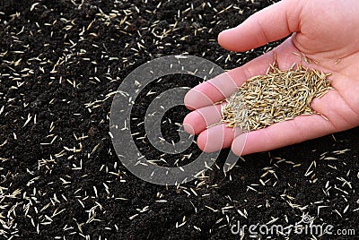 Sowing grass Stock Photo