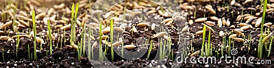 Sowing and planting seeds and germ buds on soil Stock Photo