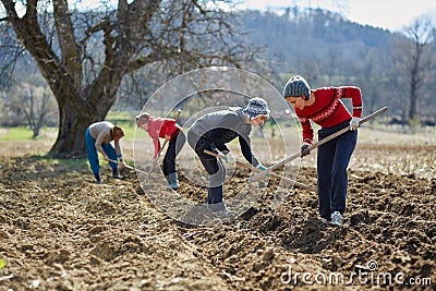 Sowing potatoes Stock Photo