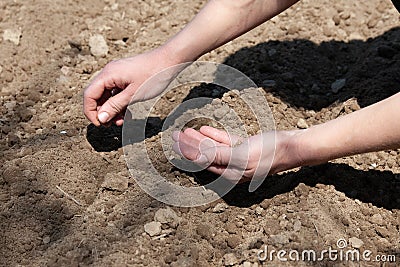 Sowing of seed in earth. The hand of woman sows seed in earth Stock Photo