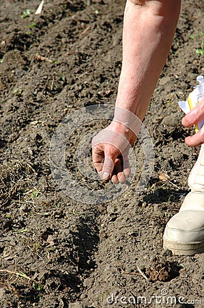 Sowing seeds Stock Photo