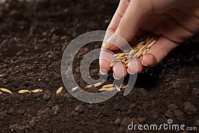 Sowing wheat Stock Photo