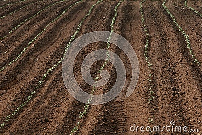 Sown field Stock Photo