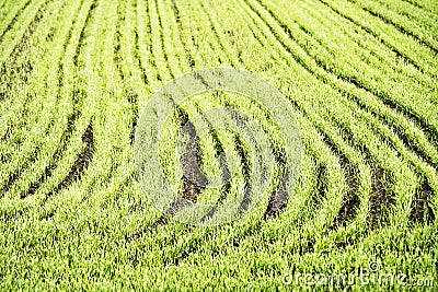 Sown field Stock Photo