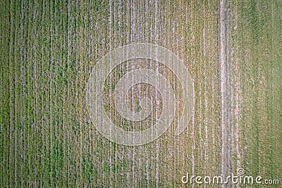 Sown field in Poland Stock Photo