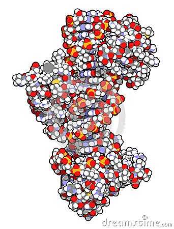 Sox2 (HMG domain) and Oct-1 (POU domain) transcription factors, bound to DNA. 3D rendering based on protein data bank entry 1gt0 Stock Photo