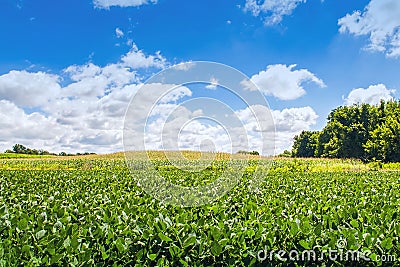 Soy bean and corn field Stock Photo