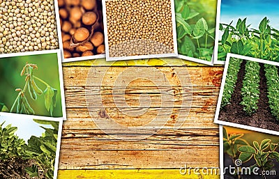 Soy bean farming in agriculture photo collage Stock Photo