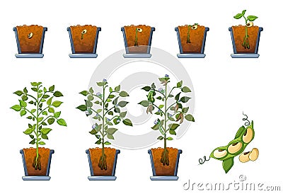 Soy beans seed sprout in pot icons set, flat style Vector Illustration