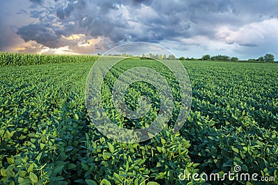 Soy field with rows of soya bean plants Stock Photo