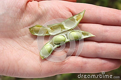 Soya bean Stock Photo