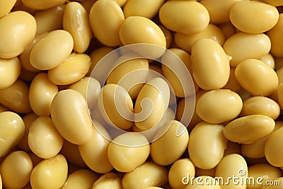 Soya Bean Stock Photo