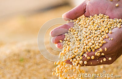 Soya bean seed in hands of farmer Stock Photo