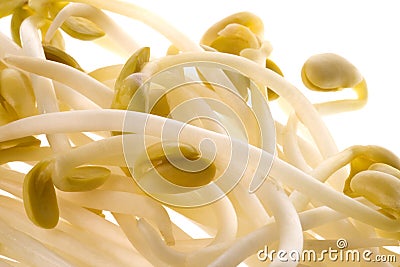 Soya Bean Sprouts Stock Photo