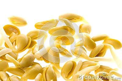 Soya Bean Sprouts Stock Photo