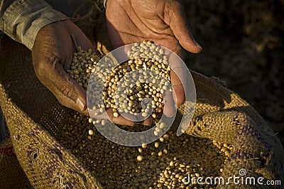 Soya beans Stock Photo