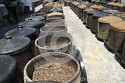 Soya beans fermenting Stock Photo