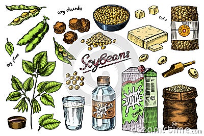 Soya beans. Milk and tofu. Soybean sketch. Pod on plant. Nuts and seeds in sack. Detailed vegetarian food and leaves Vector Illustration