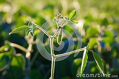 Soya plant Stock Photo