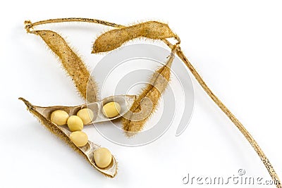 Soya plant stem with soybeans and seeds Stock Photo