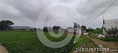 Soyabean crop monsoon clouds cows in an Indian Village Stock Photo