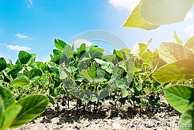 Soyabean field Stock Photo