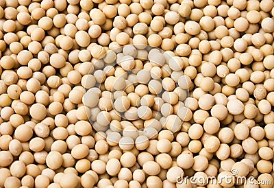 Soybean Stock Photo