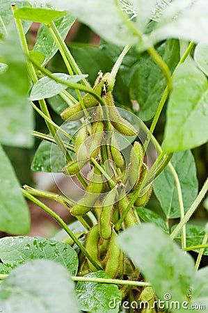 Soybean Stock Photo