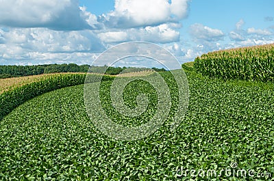 Soybean and Corn Crops Stock Photo