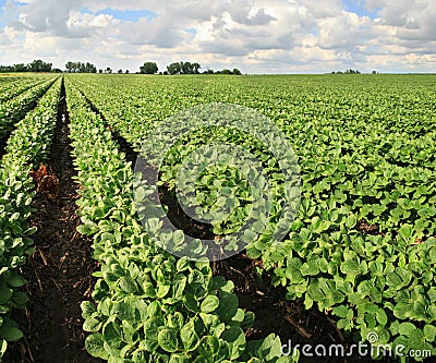 Soybean farm Stock Photo