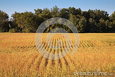 Soybean Field Stock Photo