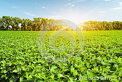 Soybean field Stock Photo