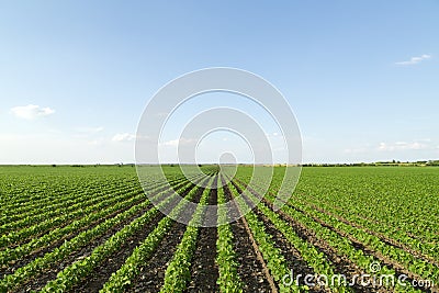 Soybean field ripening at spring season, agricultural landscape. Stock Photo
