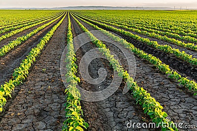 Soybean field ripening at spring season, agricultural landscape Stock Photo