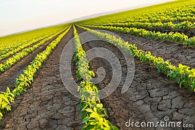 Soybean field ripening at spring season, agricultural landscape Stock Photo