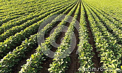 Soybean Field Rows Stock Photo