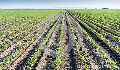 Soybean field rows Stock Photo