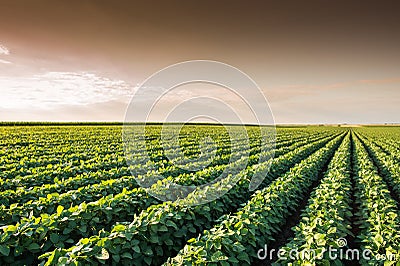 Soybean Field Stock Photo